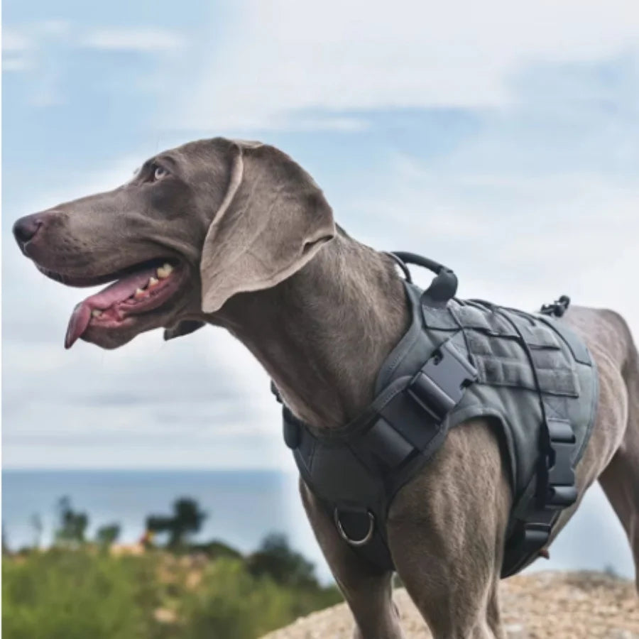 Harnais Tactique Militaire Chien Rembourré Quick Release — Tailles M L XL | Petloria